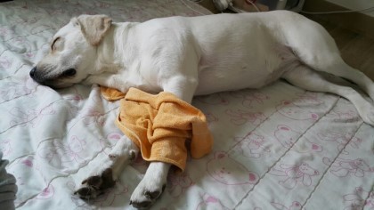 수니 이미지