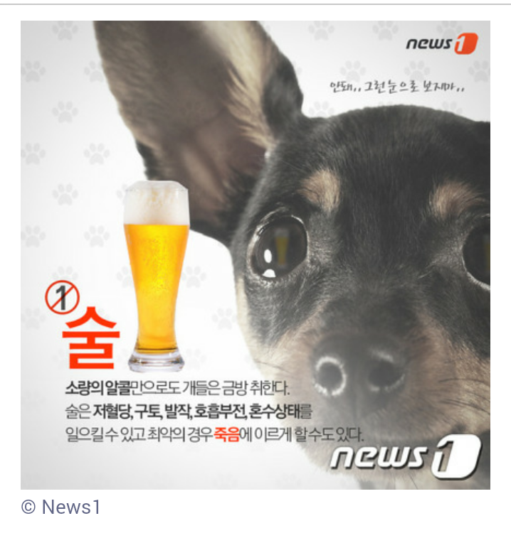 개와 고양이가 먹으면 안 되는 음식 7가지 | 인스티즈