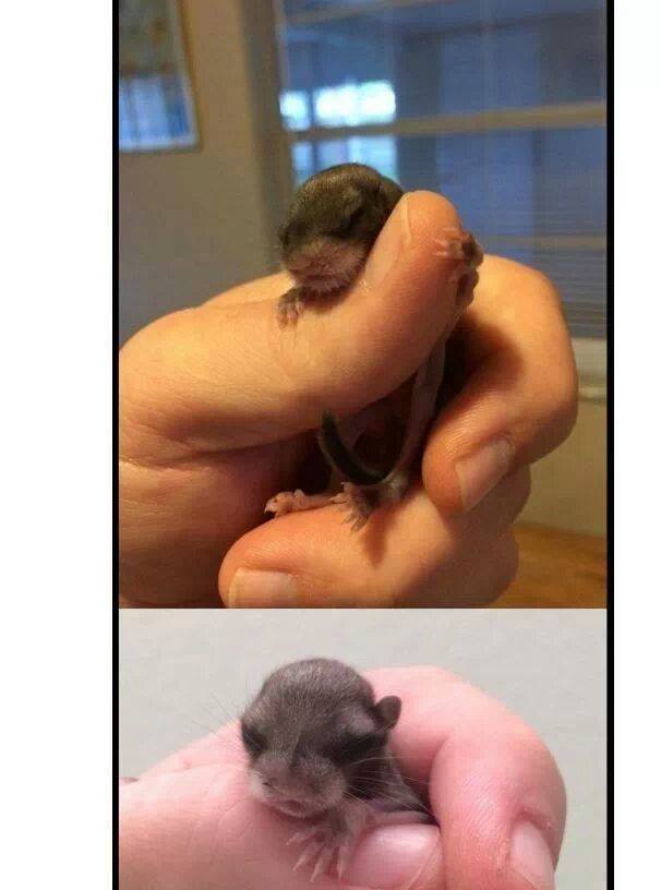 날다람쥐 성장기.jpg | 인스티즈