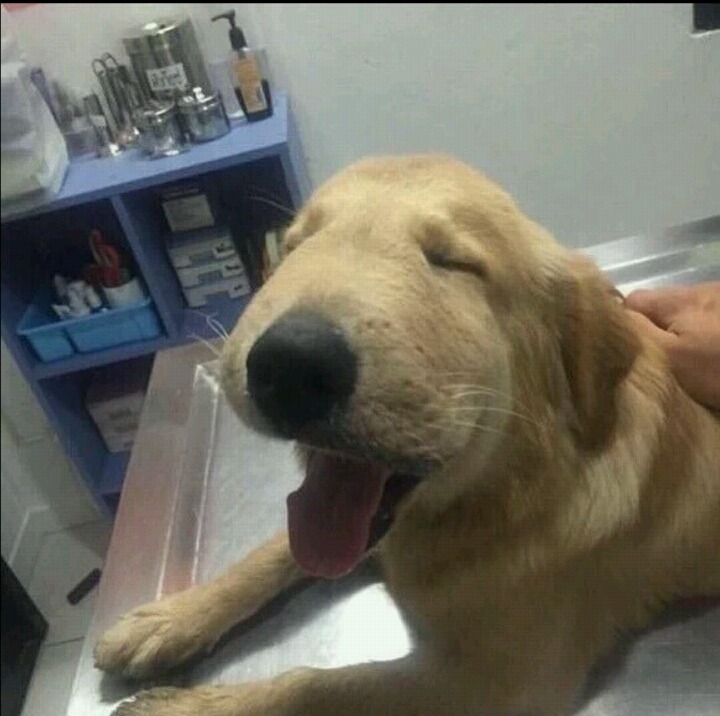 말벌 삼키고 띵띵 부은 강아지ㅠㅠ.jpg | 인스티즈