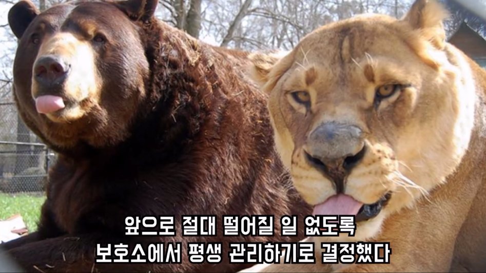 맹수 세 마리의 아름다운 우정 | 인스티즈
