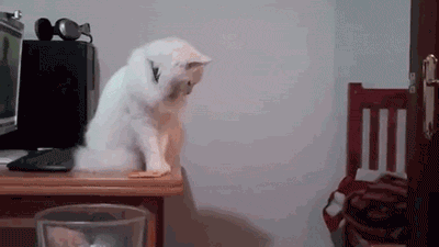 시크한 고양이들 .gif | 인스티즈