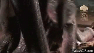 태어나자마자 걸어다니는 아기코끼리.gif | 인스티즈
