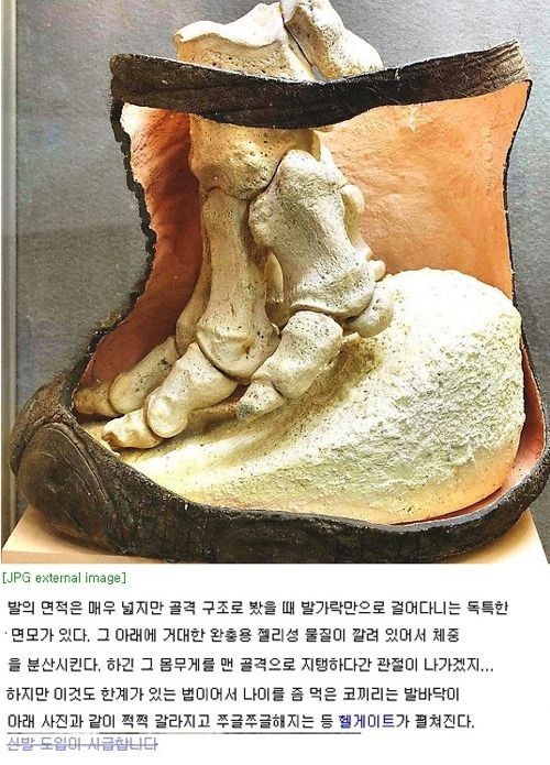 코끼리 발의 구조 | 인스티즈
