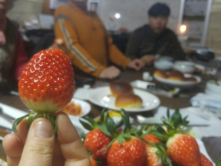 사람나무 이미지