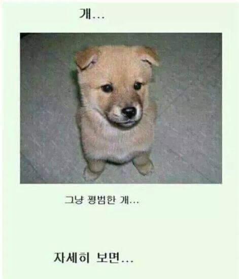 피식 이미지