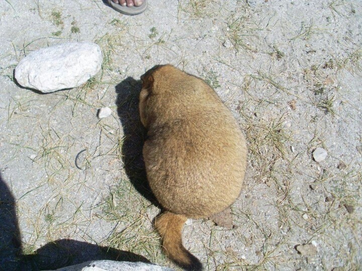 뱃살 만져보고 싶은 동물 | 인스티즈