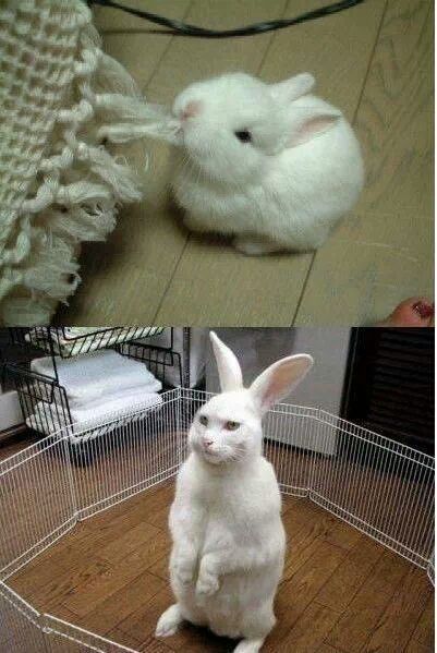 토끼 이미지