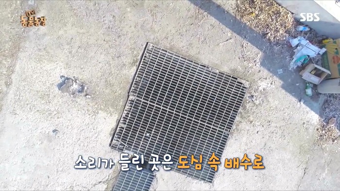 [동물농장] 수로 속에 갇힌 황구가 찾는 희망.JPG (감동주의) | 인스티즈