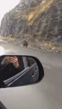 곰 스피드.gif | 인스티즈