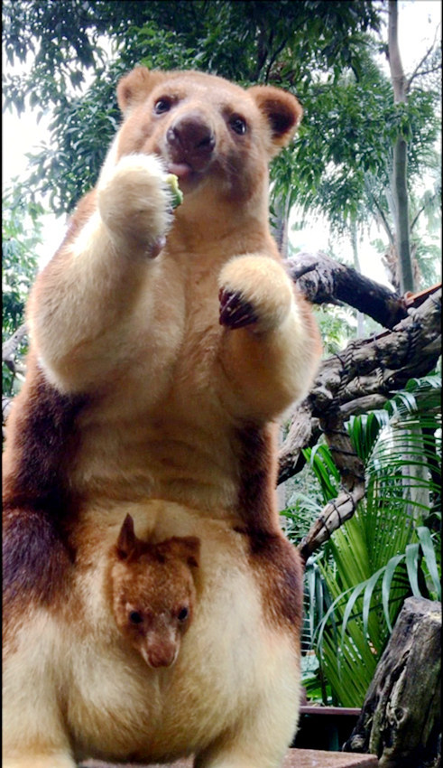 호주의 또 다른 캥거루 | 인스티즈