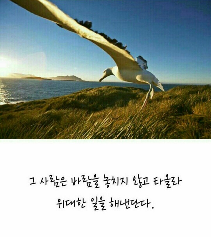 알바트로스 이미지