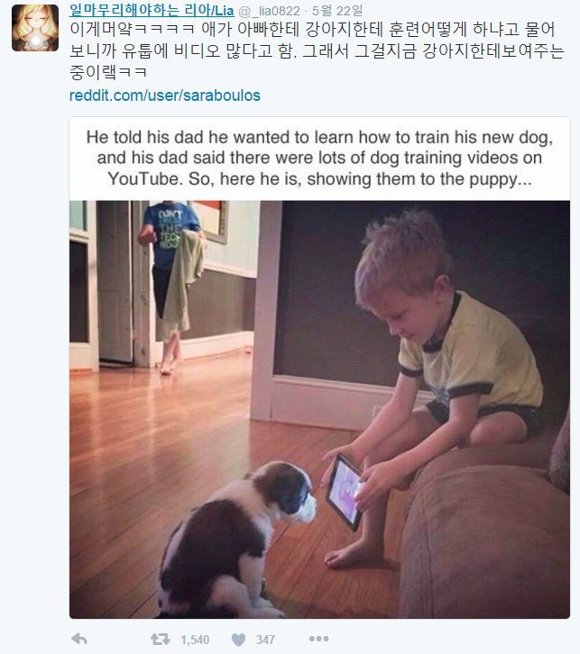 강아지 훈련은 어떻게 하는건가요?? | 인스티즈