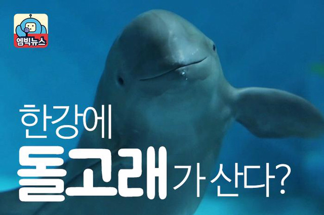한강에 돌고래가 산다? | 인스티즈