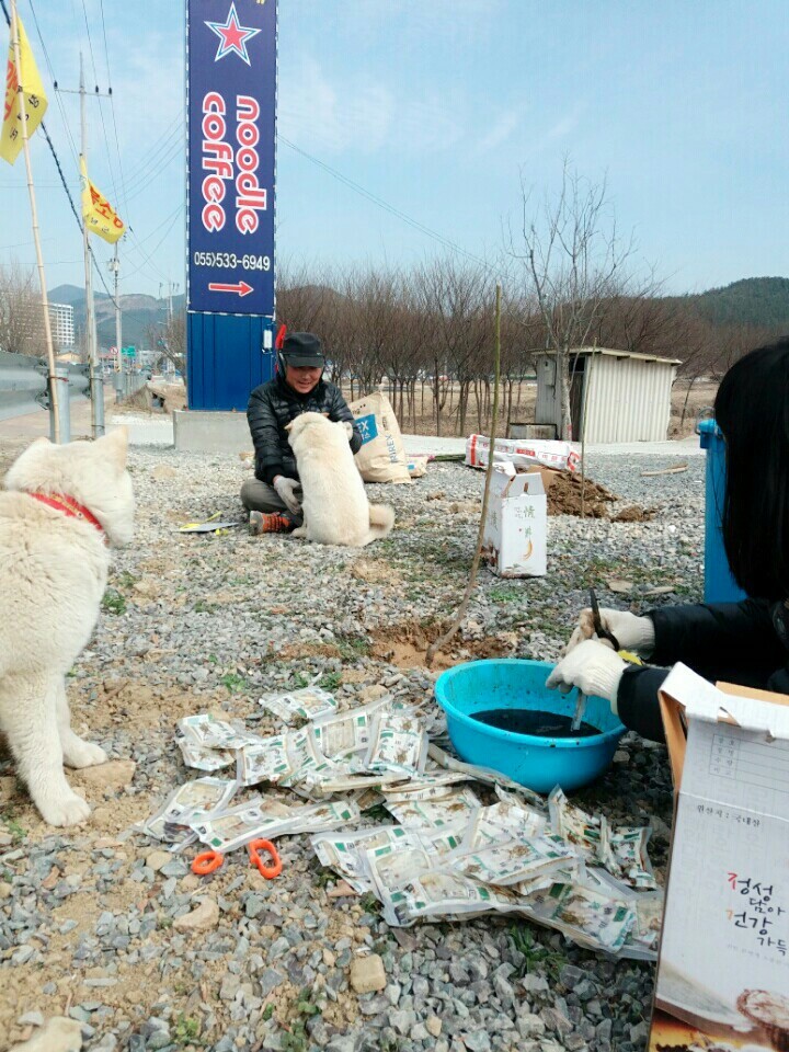 창녕 매실이 이야기를 아시나요?개소주가 되어서 돌아온 우리 매실이를 기억해주세요. 동물보호법강화를 위해 관심가져주세요 | 인스티즈
