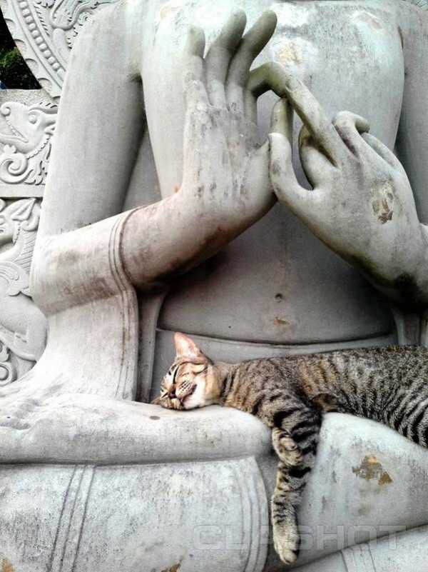 불상과 고양이 | 인스티즈
