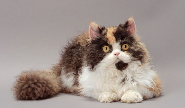 고양이계의 푸들! 곱슬곱슬한 털을 가진 셀커크 렉스 고양이에 대하여 | 인스티즈