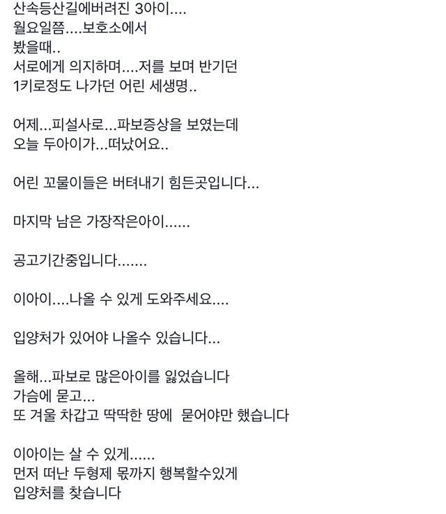 1키로도채 안나가는 작은 강아지의 입양처를 찾습니다(강릉) | 인스티즈