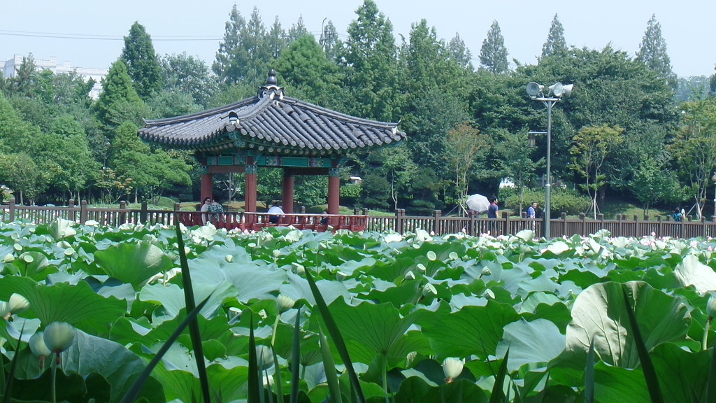 데이트 코스로 유명한 전주 덕진공원 예쁜 연꽃 풍경 | 인스티즈