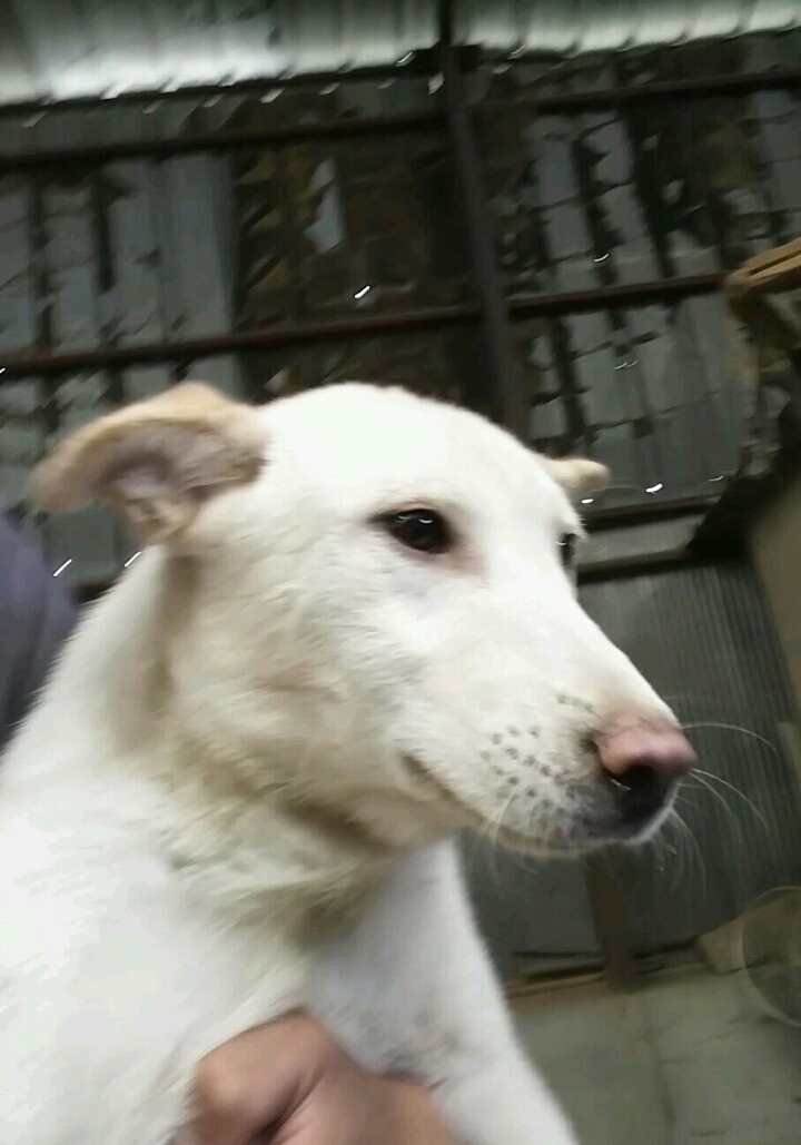 똥강아지 이미지