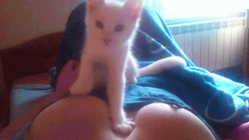 마사지 좋아하는 고양이.gif | 인스티즈