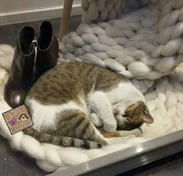 한파영향으로 이스탄불 고양이 강아지들 | 인스티즈