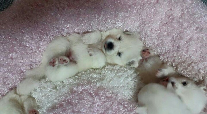 마약방석 중독의 위험성 (심장 진짜 잡고들어와야함) | 인스티즈