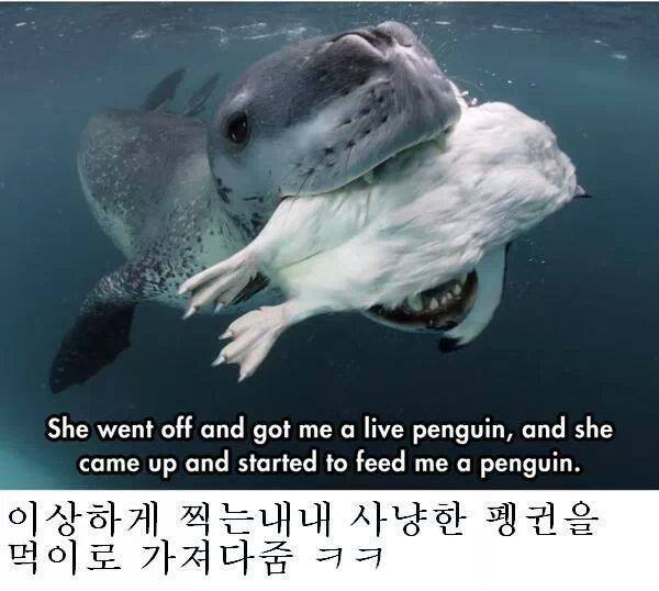 인간을 자기 동족인줄 알았던 바다표범 jpg | 인스티즈