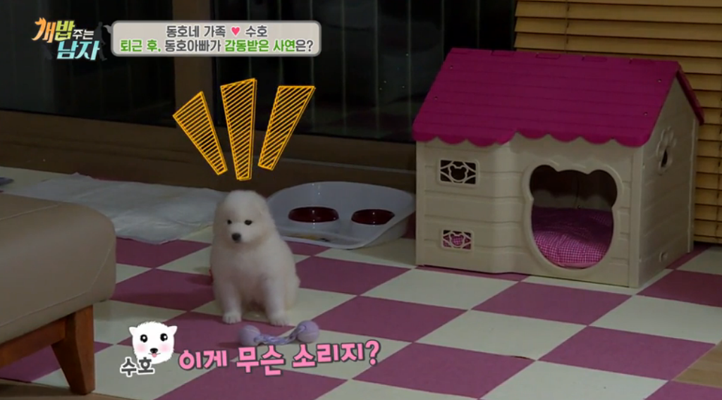 북극곰같은 강아지 | 인스티즈