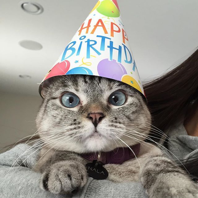 인스타 최고의 귀염둥이 냥냥이 nala | 인스티즈