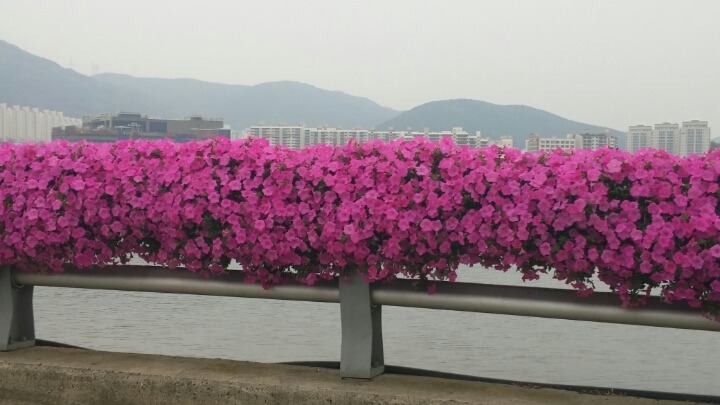 한국식물병원 이미지