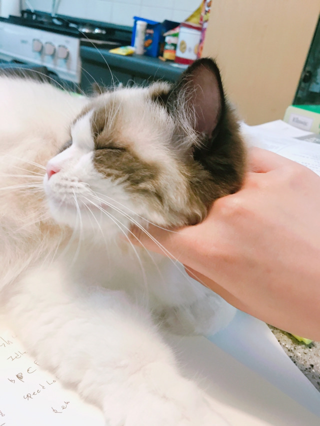 고양이 부위별 스킨쉽 표정변화 | 인스티즈