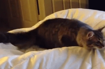 고양이 엉덩이 흔들기 모음.gif | 인스티즈