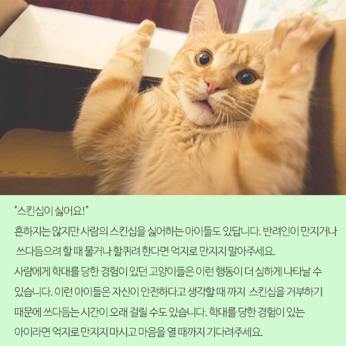 고양이가 갑자기 무는 이유 | 인스티즈