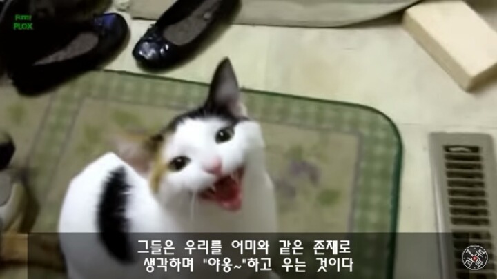 고양이가 "야옹~"하고 우는 이유는?? | 인스티즈
