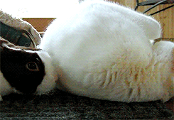토끼와 고양이.gif | 인스티즈