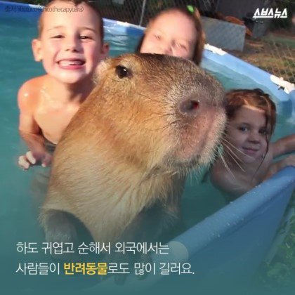 동물들중에 제일 친화력 좋은 친구 '카피바라' | 인스티즈
