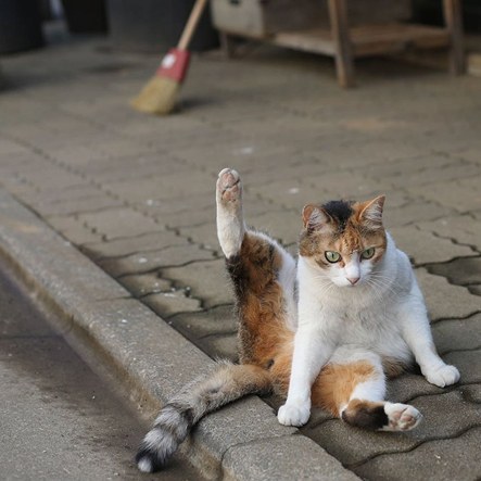 행복해 보이는 일본 길고양이 | 인스티즈