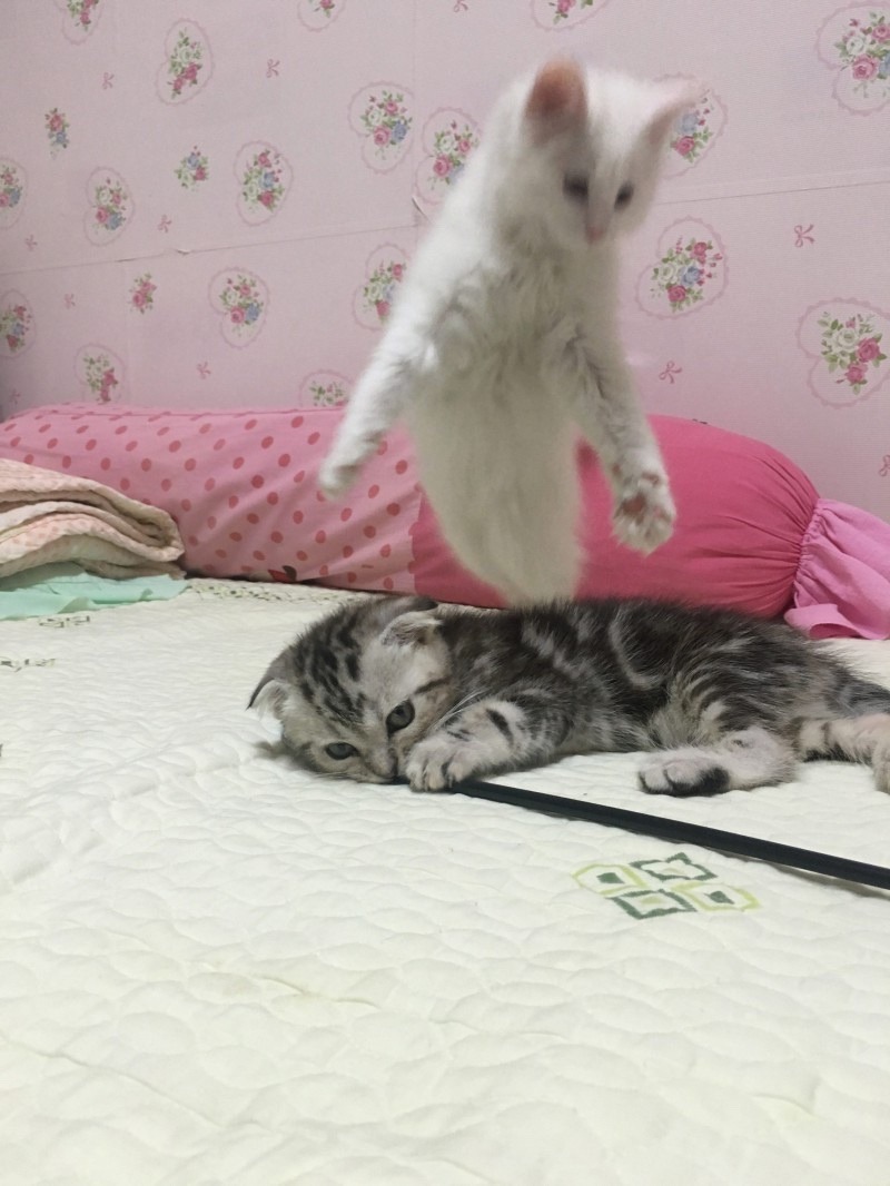 하얀 영혼을 가진 고양이 | 인스티즈