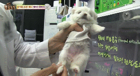 아니.. 음식물 쓰레기통에서 강아지 우는 소리가 나는거에요;;;.gif | 인스티즈