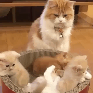 엄마와 아기 냥이들.gif | 인스티즈