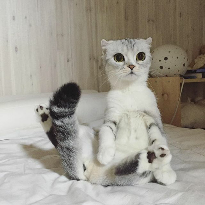 눈이 아주 큰 고양이 | 인스티즈