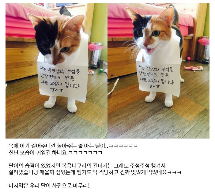 냥아치 인성(=①ω①=).jpg | 인스티즈