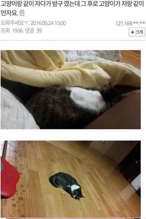 자다가 방구 꼈는데 그 후로 고양이가 저랑 같이 안자요 | 인스티즈