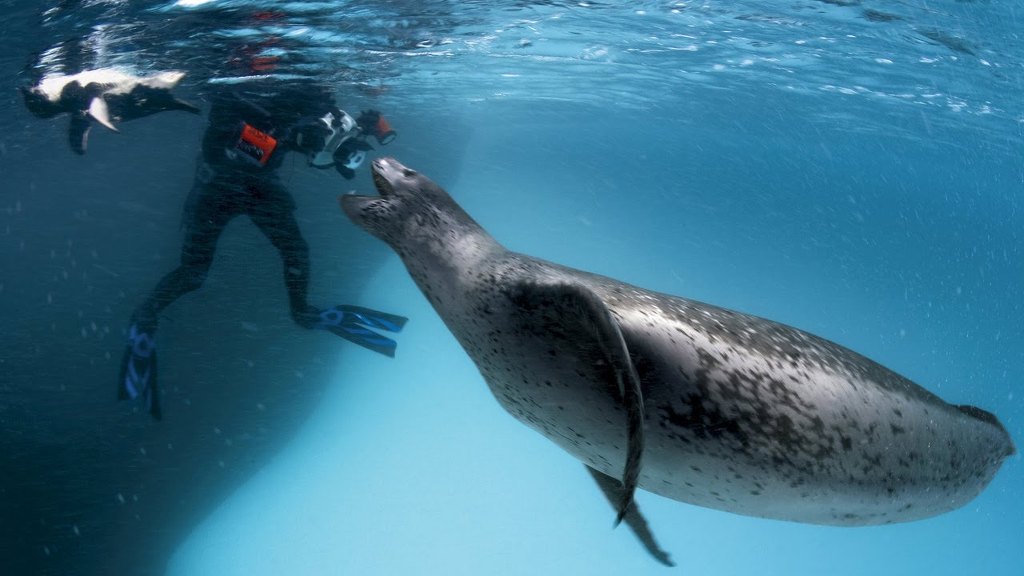 귀여운 짓은 물범이 하는데 칭찬은 물개가 받더라긔 | 인스티즈