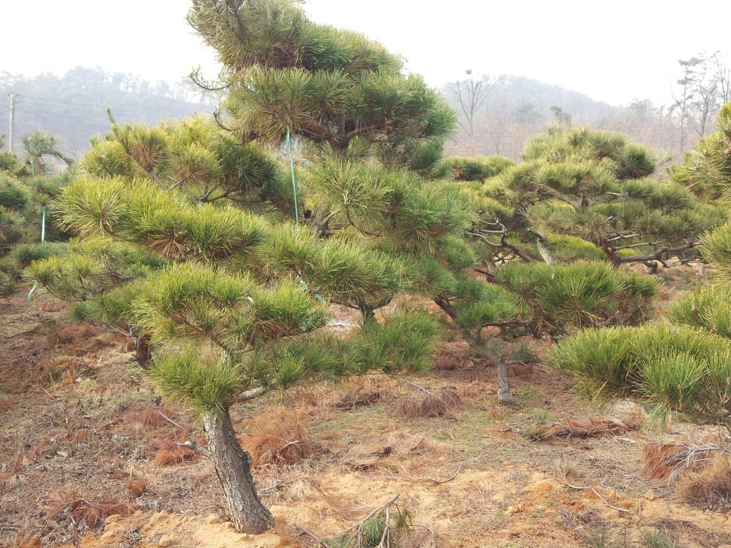 봄조경 이미지