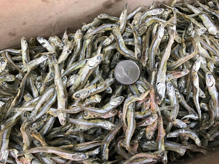 남해안멸치 이미지