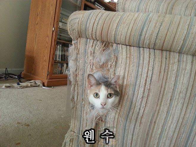 고양이 은신술 레벨 | 인스티즈