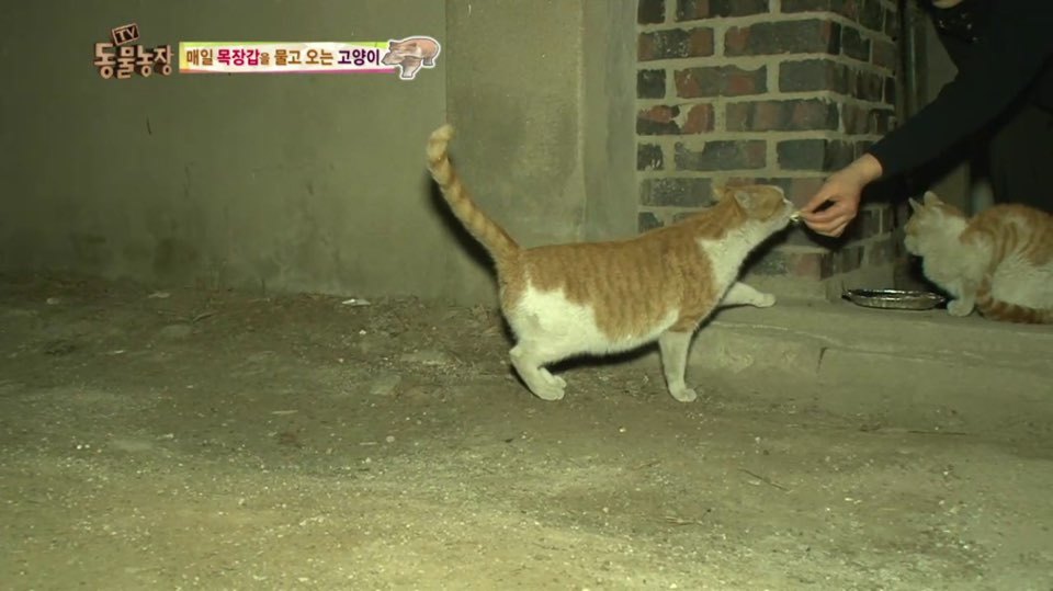 [동물농장] 매일 장갑 물어오는 고양이 (사랑스러움주의/스압주의) | 인스티즈