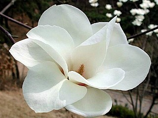 하얀미소 이미지